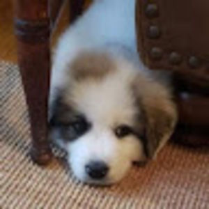 Meet your Posher, Grace